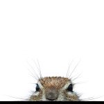 A ground squirrel.